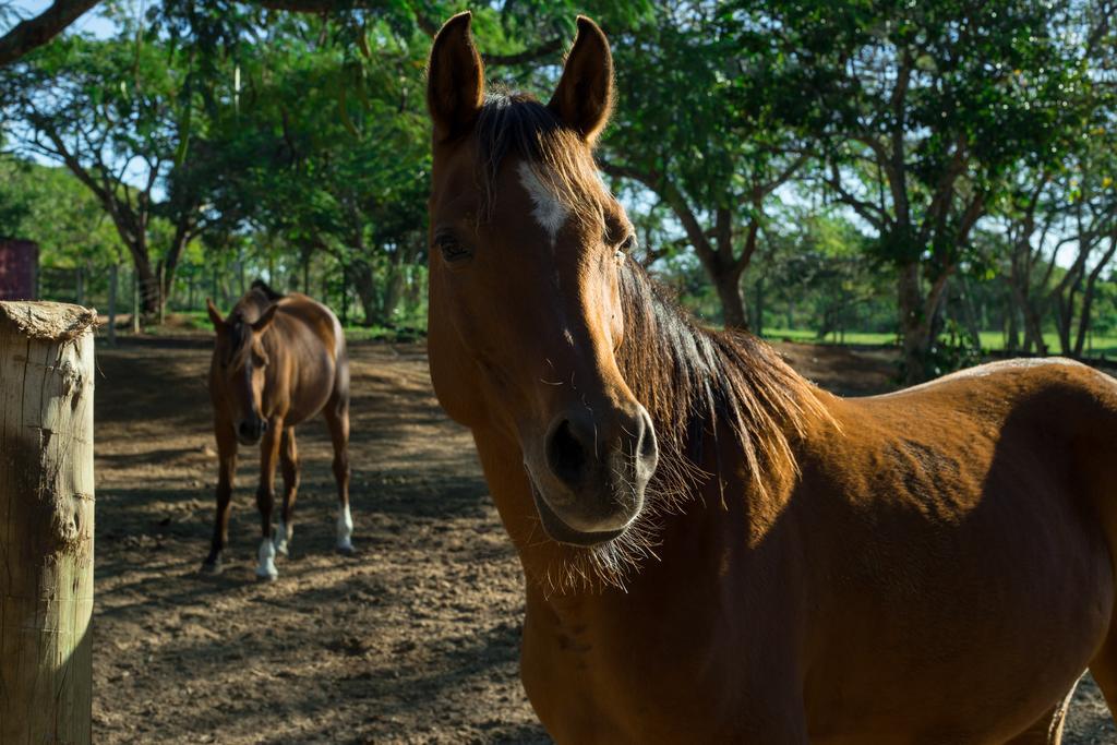 Pousada Fazendinha Buzios Exterior foto